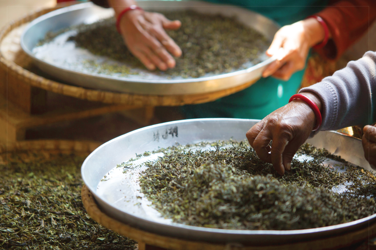 How do the production methods of Taiwanese black teas differ from those in India