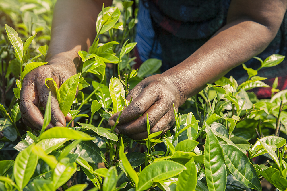 The Rise of Africa in the Global Tea Market