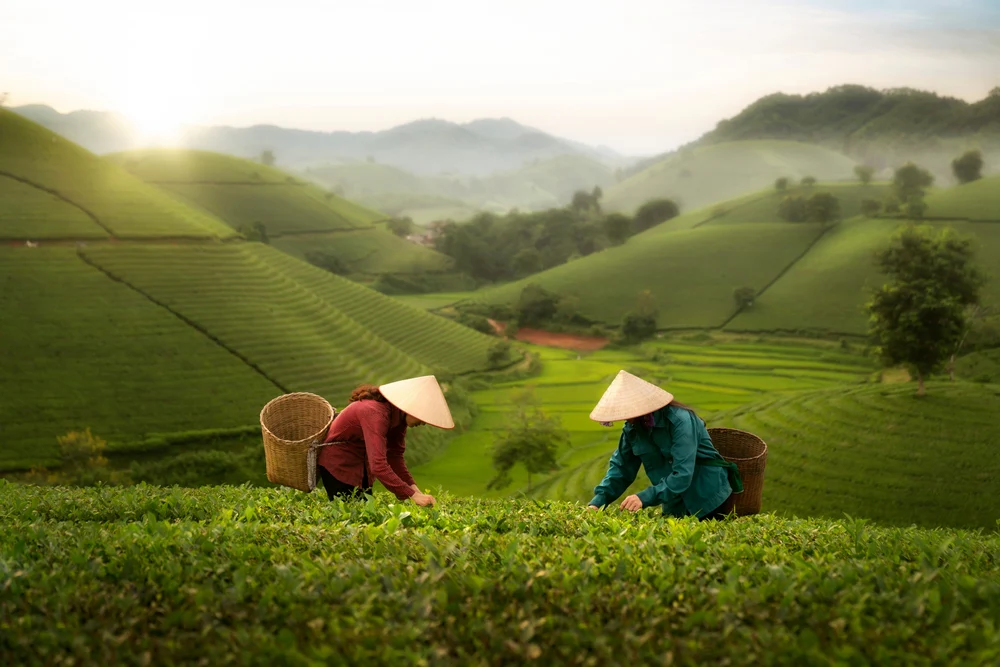 Two_women_pick_tea_leaves_on_a_tea_plantation_in_Vietnam_1000x